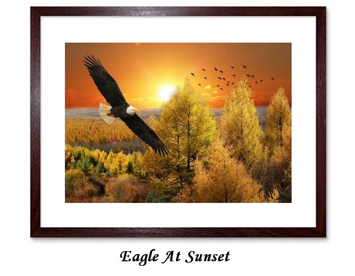 Eagle At Sunset Framed Print